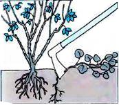 Обработка почвы: почву следует регулярно мотыжить и удалять при этом сорняки