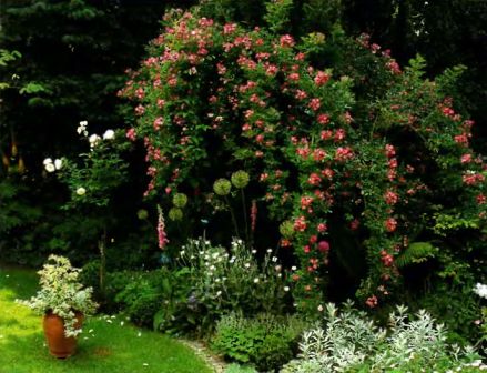 Вьющиеся розы Veilchenblau, разрастаясь, могут скрыть веселку, веранду и даже деревья.