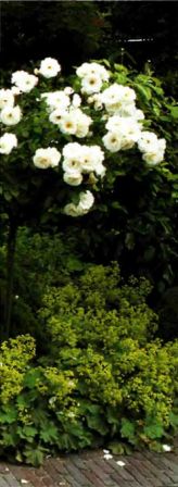 Штамбовые  розы Schneewittchen  в   обрамлении манжетки   (Alchemilla   mollis)
