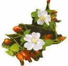 дикая роза (шиповник)