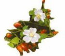 дикая роза (шиповник)