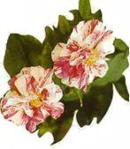 Французская роза (Rosa Gallica)