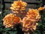 Роза Gold Medal(крупнее) Роза Gold Medal