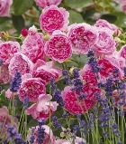 Розы Harlow Carr
