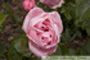 Роза Queen Elizabeth(крупнее) Роза Queen Elizabeth