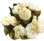 Белая роза (Rosa Alba)