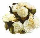 Белая роза (Rosa Alba)