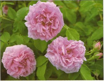 Роза Comte de Chambord