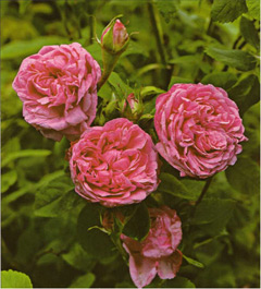 Роза Madame Boll