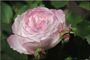 Роза Madame Pierre Oger