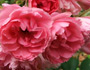 Роза Pink Grootendotst