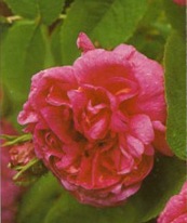 Роза Rose du Roi