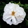 крупнее Роза Blanc Double de Coubert