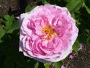 крупнее Роза Comte de Chambord