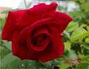 Роза Crimson Glory
