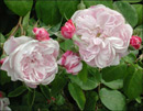 Роза Fantin-Latour