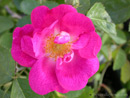Роза Gallica Officinalis