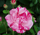 Роза Rosa Gallica Versicolor