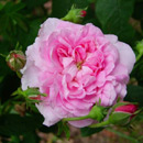 крупнее Роза Ispahan