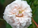 Роза Little White Pet