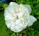 Роза Madame Hardy