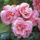 Роза Old Blush China