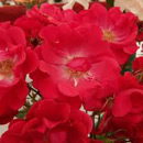 Роза Scarlet Fire