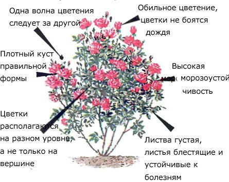 Образцовая клумбовая роза