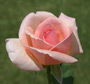 Роза Celeste (Mindel Rose)