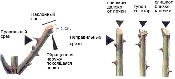 Традиционный способ обрезки роз